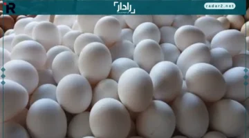 تراجع سعر كرتونة البيض في الإسكندرية السبت 25 أكتوبر 2025